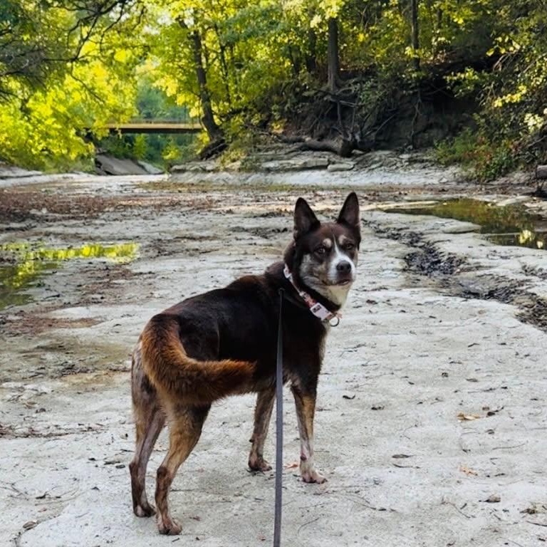 Enlarge Maureen Jellybean (Foster or Adopt), a Adopted mixed breed in Moyock, NC image 1/6