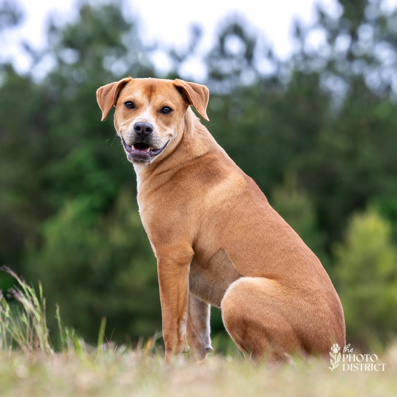 Sofie, Adoptable, Puppy Female Hound.