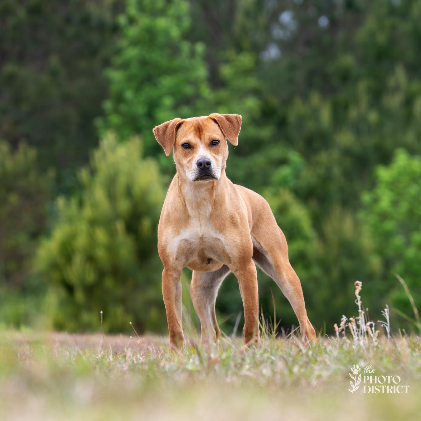 Sofie, a Adoptable mixed breed in Winnabow, NC image 2/3