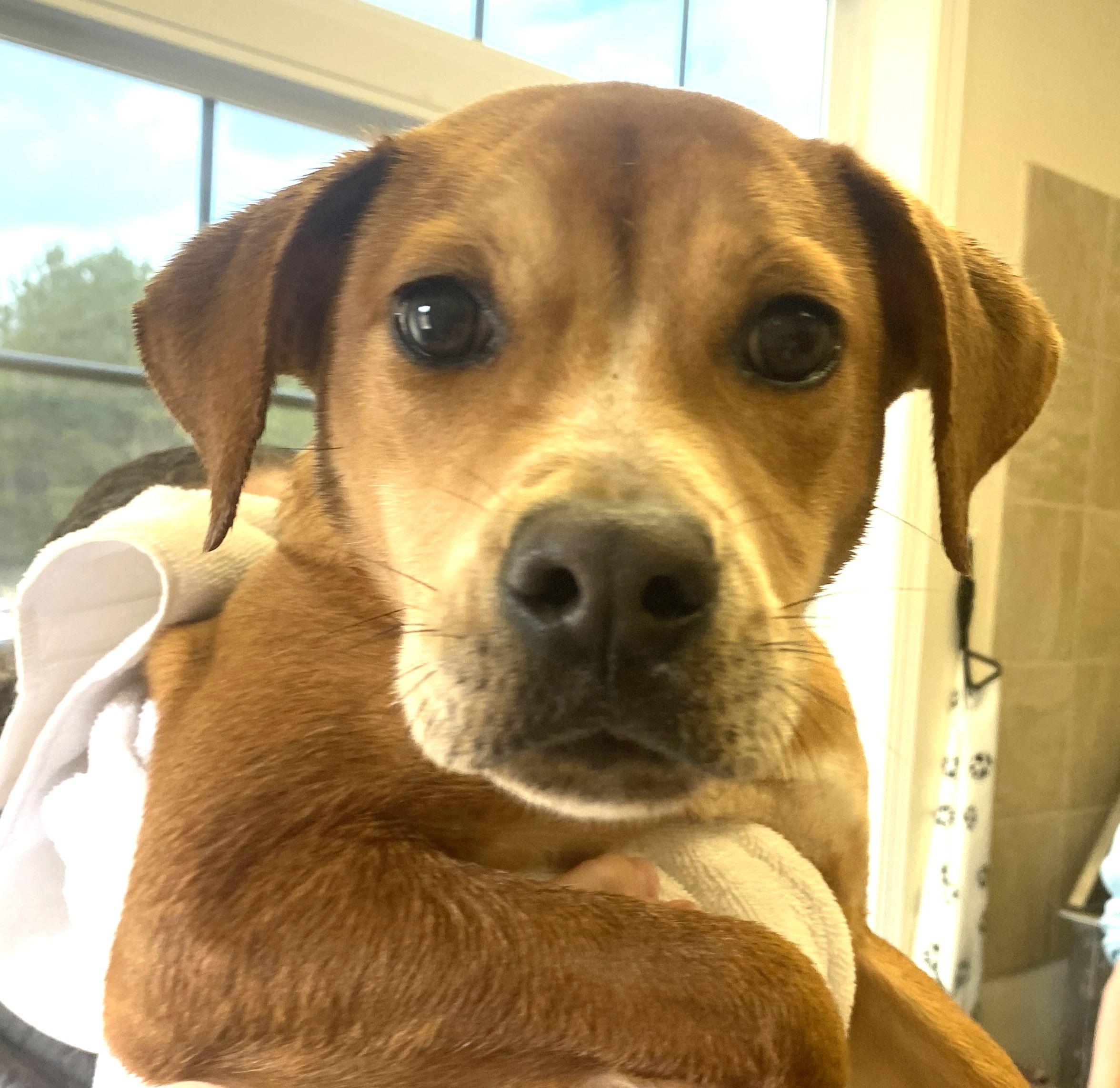 Sofie, Adoptable, Puppy Female Hound.