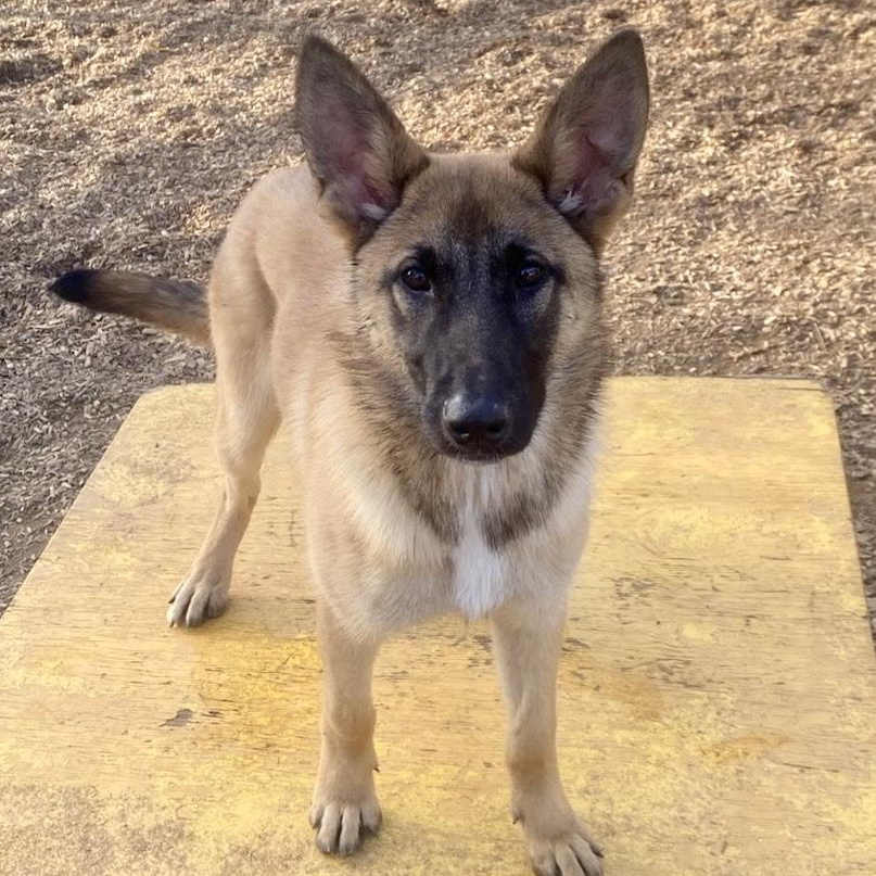 Enlarge Lexi- Smart Girl, a ADOPTABLE Belgian Shepherd / Malinois in Grass Valley, CA image 3/3