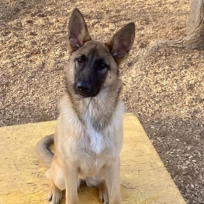 Lexi- Smart Girl, ADOPTABLE, Young Female Belgian Shepherd / Malinois.