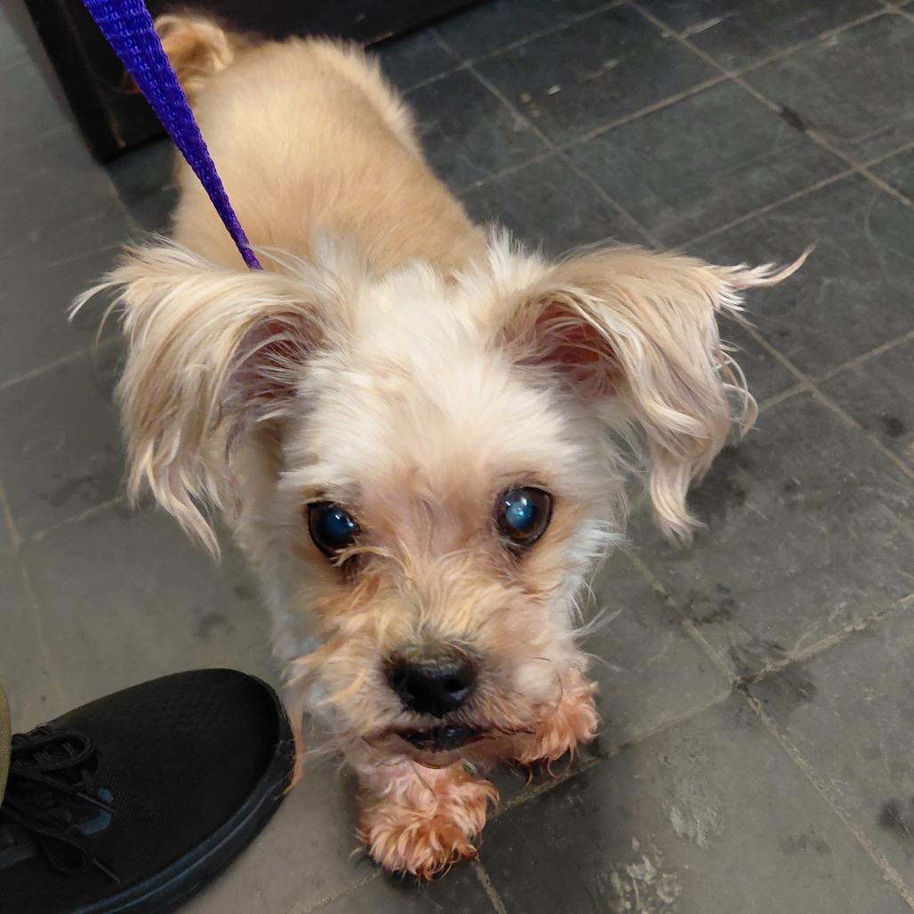 Teddy, Adoptable, Senior Male Poodle.
