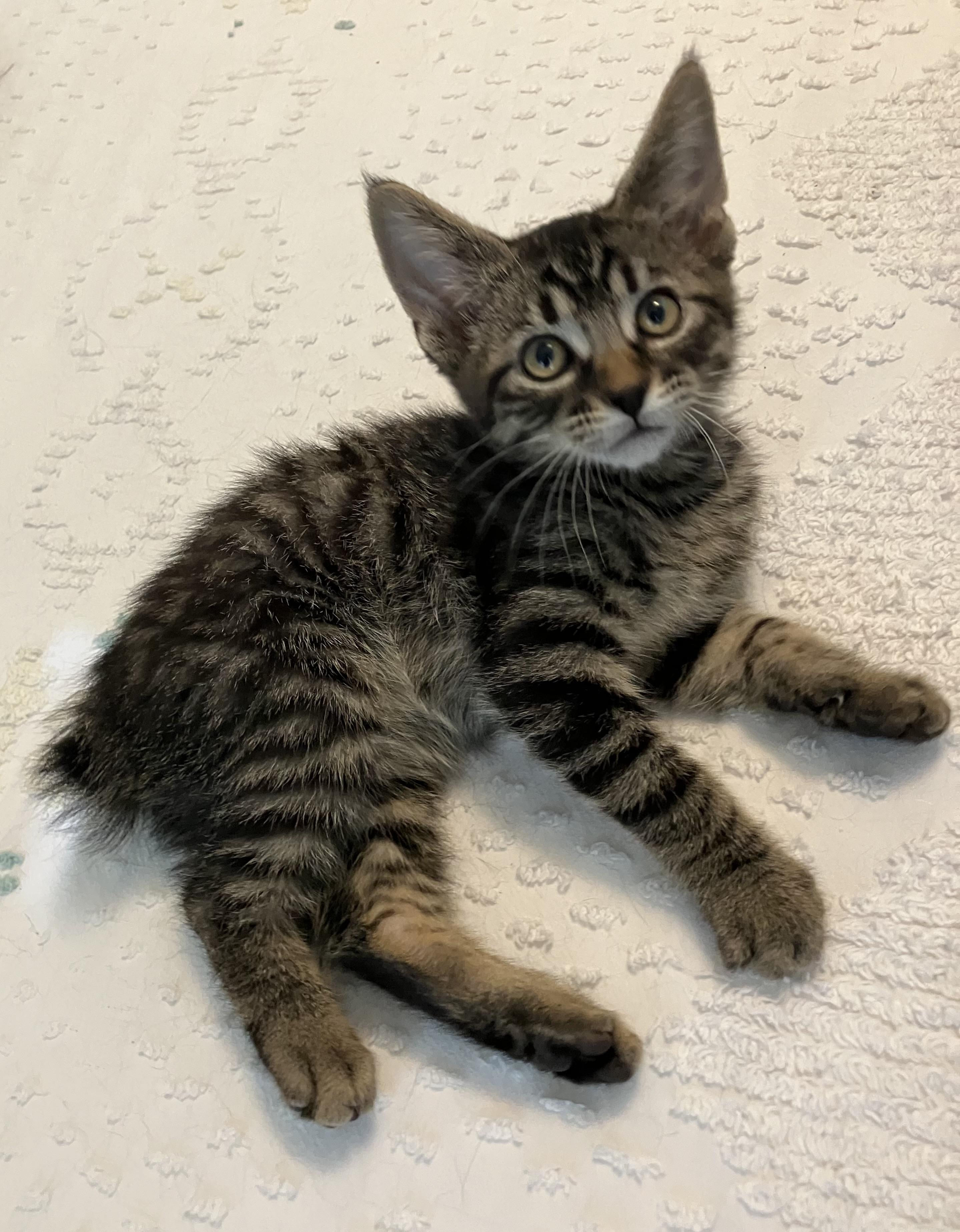 Manx Cats for Adoption: Discover Your Perfect Feline Friend Today