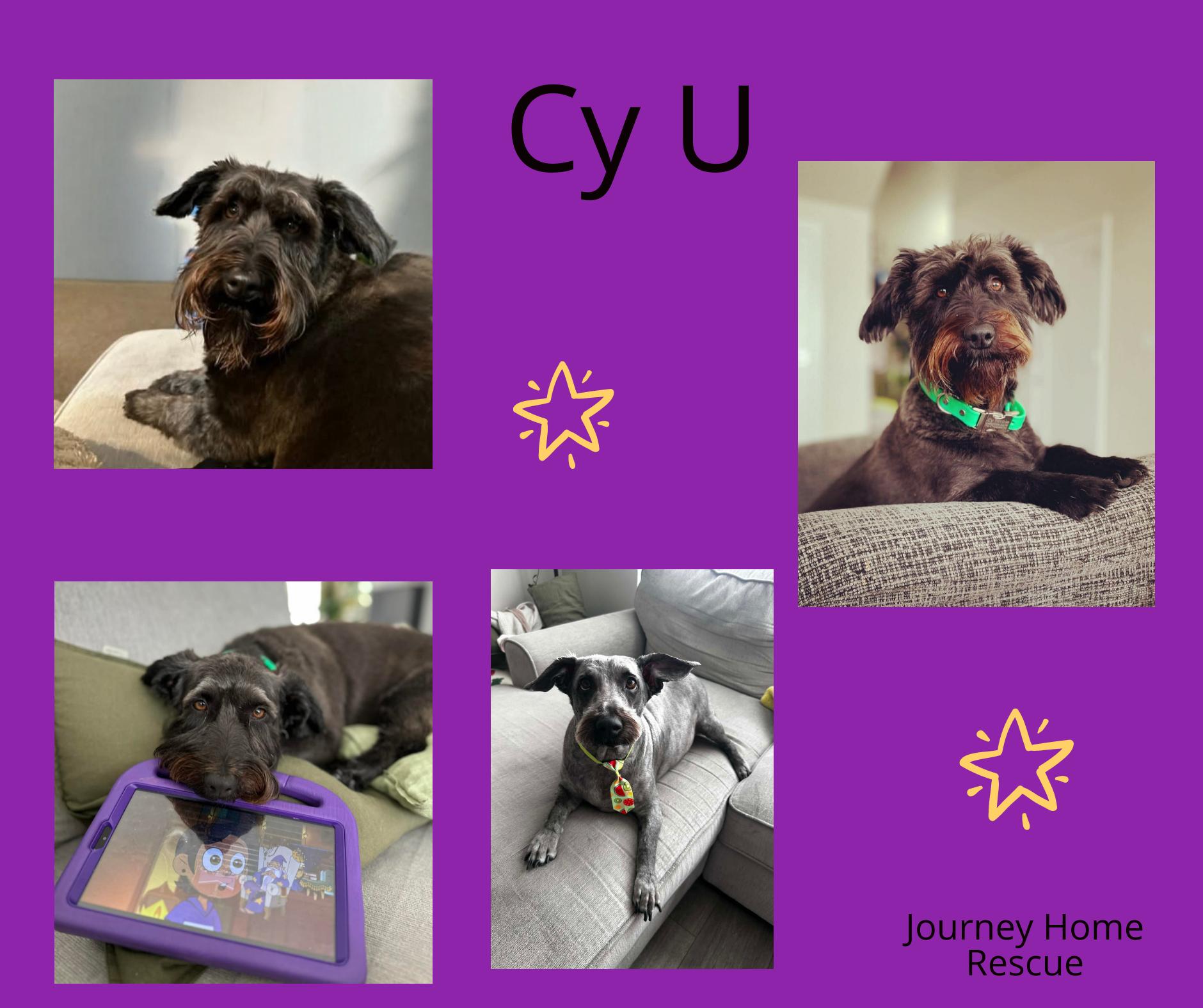 Cy U, ADOPTABLE, Adult Male Schnauzer & Poodle.