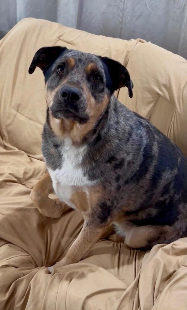 Enlarge Pickles, a Adoptable mixed breed in Shawnee, OK image 1/5