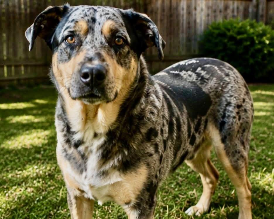 Enlarge Pickles, a Adoptable mixed breed in Shawnee, OK image 2/5