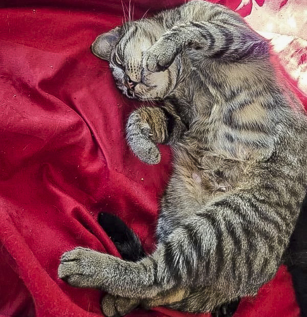 Charlie