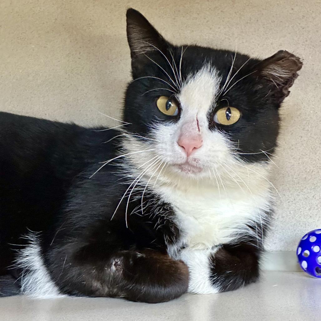 Axel, Adoptable, Young Male Domestic Short Hair.