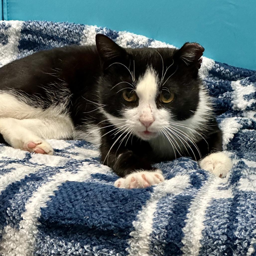 Enlarge Axel, a Adoptable Domestic Short Hair in Durango, CO image 2/2