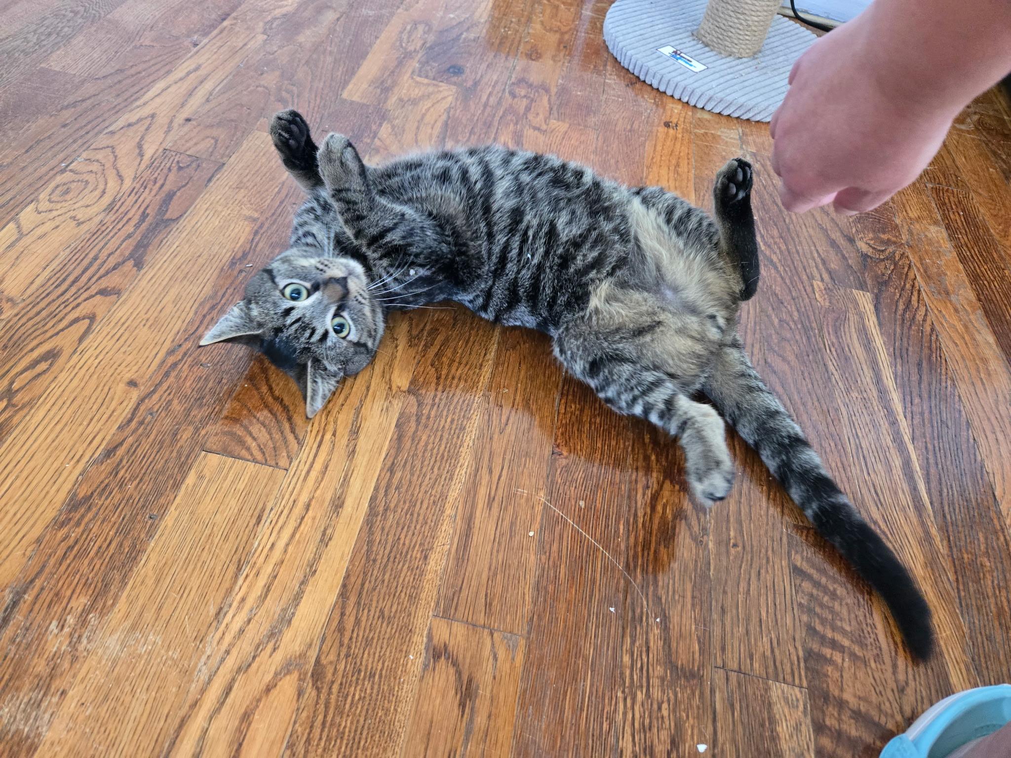 Joseph (Joey), Adoptable, Kitten Male Domestic Short Hair.