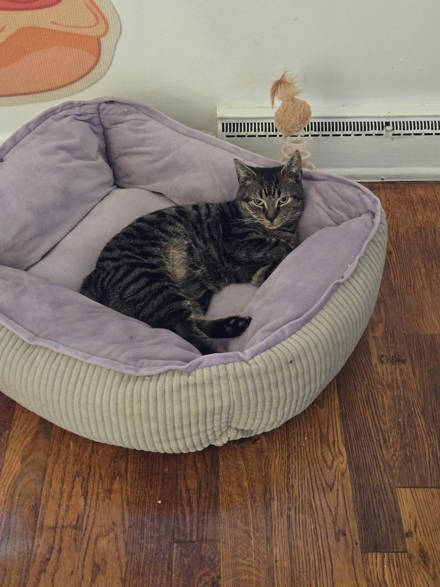 Joseph (Joey), a Adoptable Domestic Short Hair in Bear, DE image 2/3