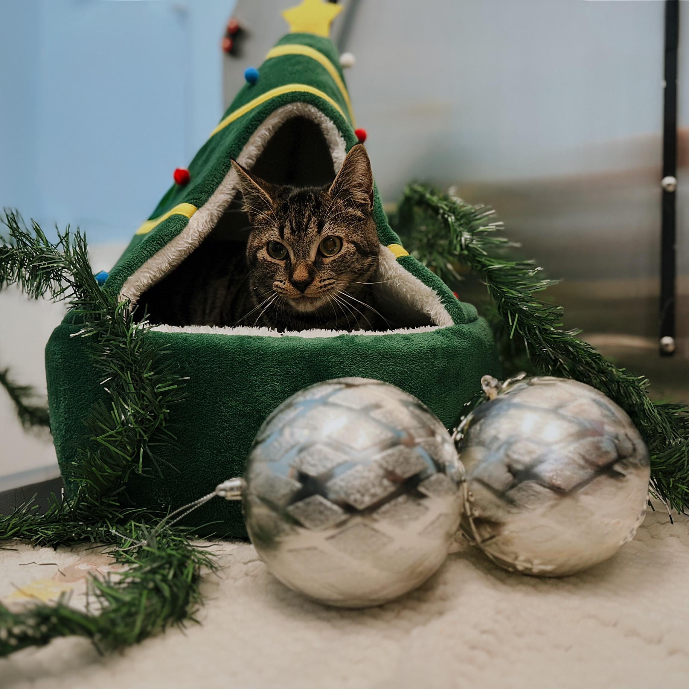 Joseph (Joey), a Adoptable Domestic Short Hair in Bear, DE image 3/3