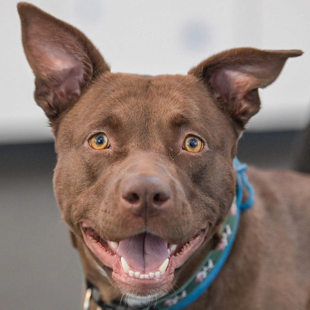 Enlarge Sadie, a Adoptable Mixed Breed in Kennebunk, ME image 1/6