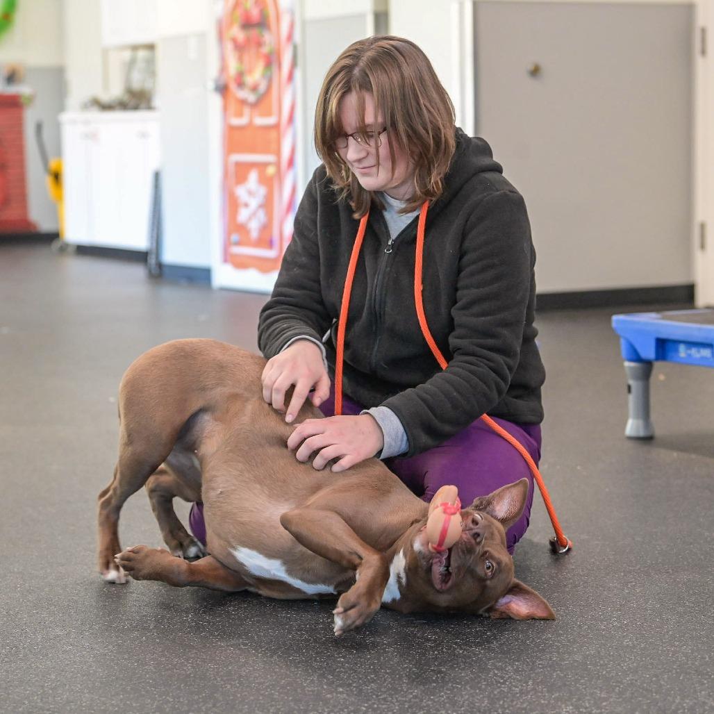 Enlarge Sadie, a Adoptable Mixed Breed in Kennebunk, ME image 2/6