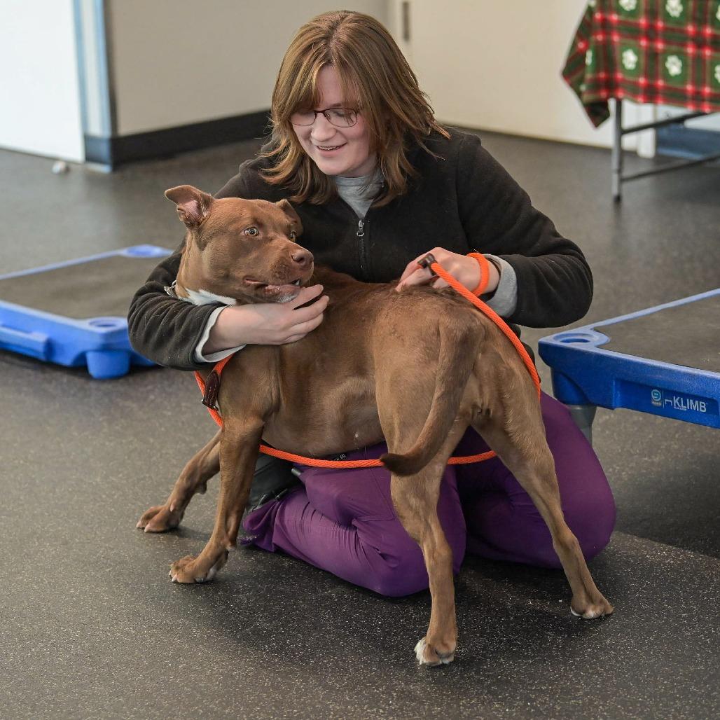 Enlarge Sadie, a Adoptable Mixed Breed in Kennebunk, ME image 3/6