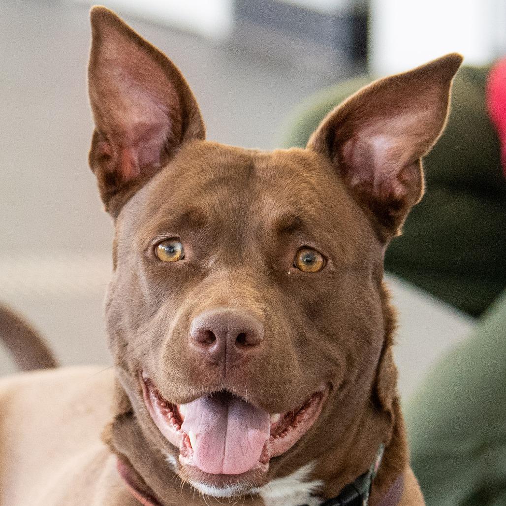 Enlarge Sadie, a Adoptable Mixed Breed in Kennebunk, ME image 4/6