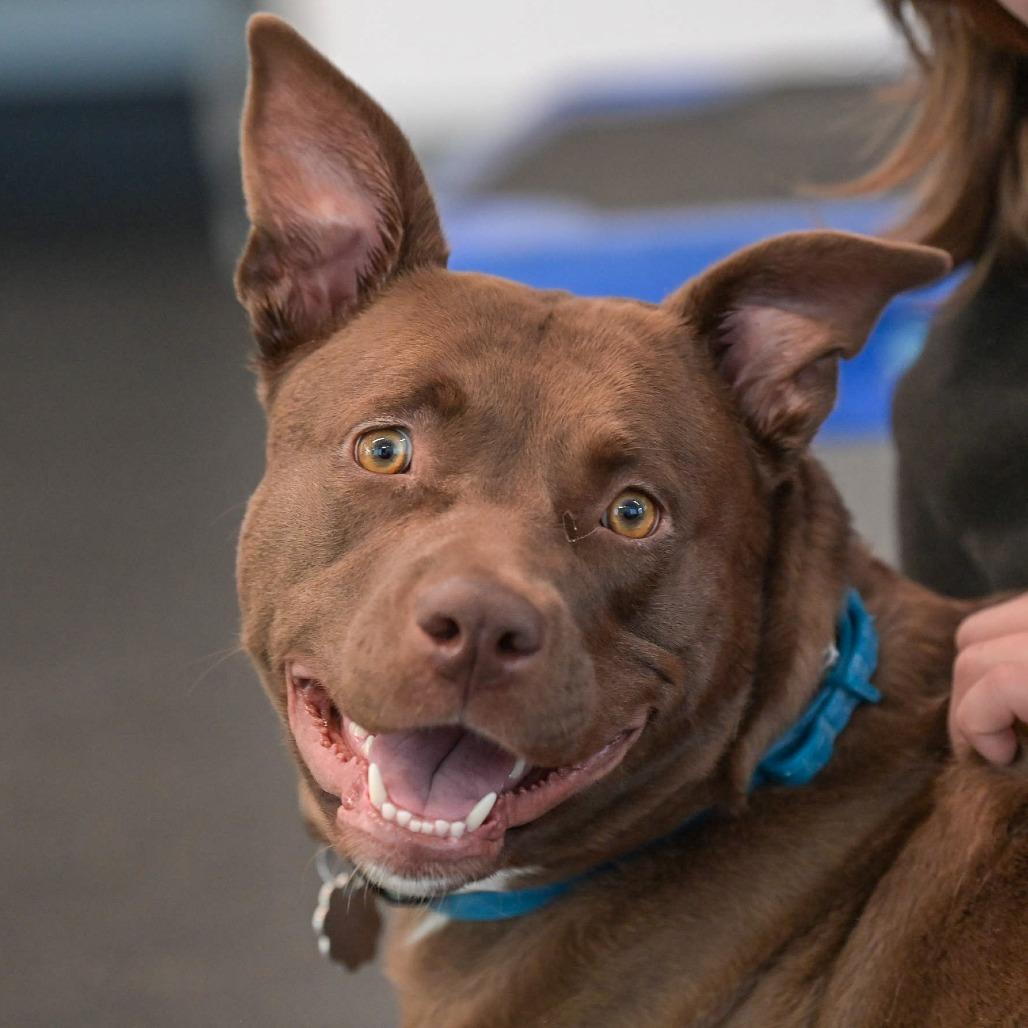 Enlarge Sadie, a Adoptable Mixed Breed in Kennebunk, ME image 5/6