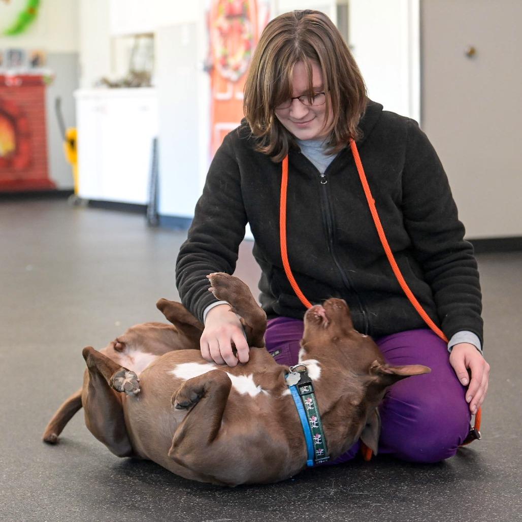 Enlarge Sadie, a Adoptable Mixed Breed in Kennebunk, ME image 6/6