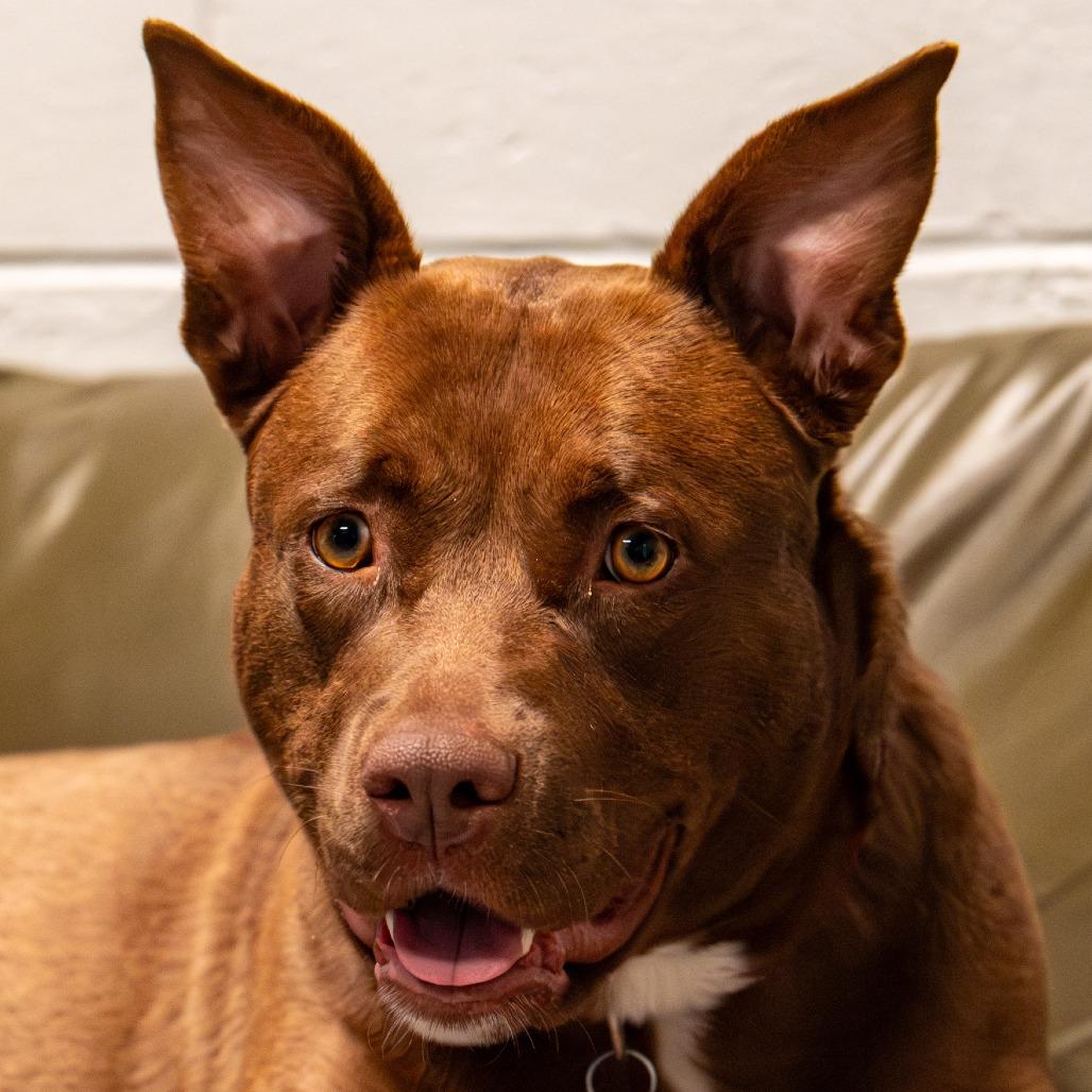 Enlarge Sadie, a Adoptable Mixed Breed in Kennebunk, ME image 6/6