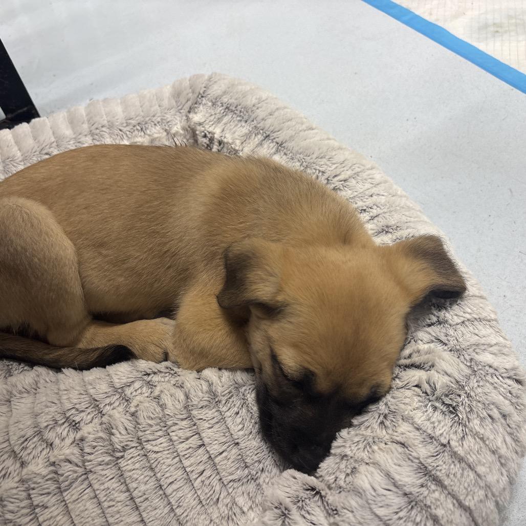 Mai, Adoptable, Puppy Female Black Mouth Cur.