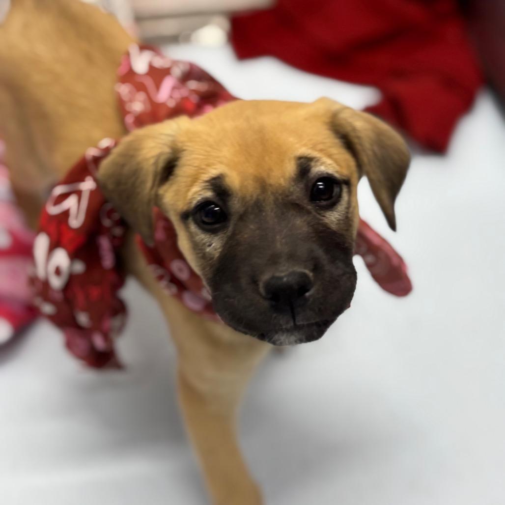 Enlarge Mai, a Adoptable Black Mouth Cur in Springtown, TX image 2/6