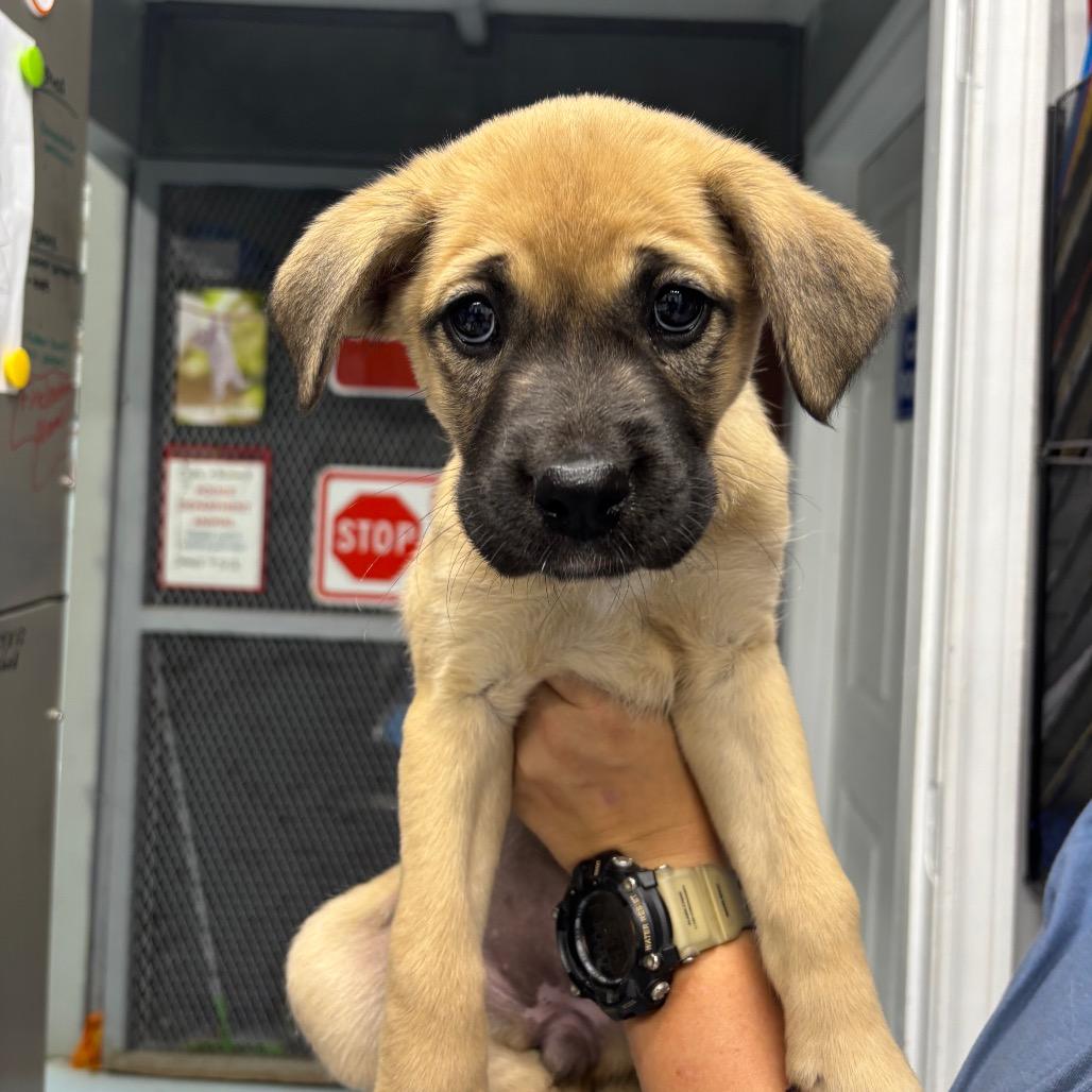 Enlarge Mai, a Adoptable Black Mouth Cur in Springtown, TX image 3/6