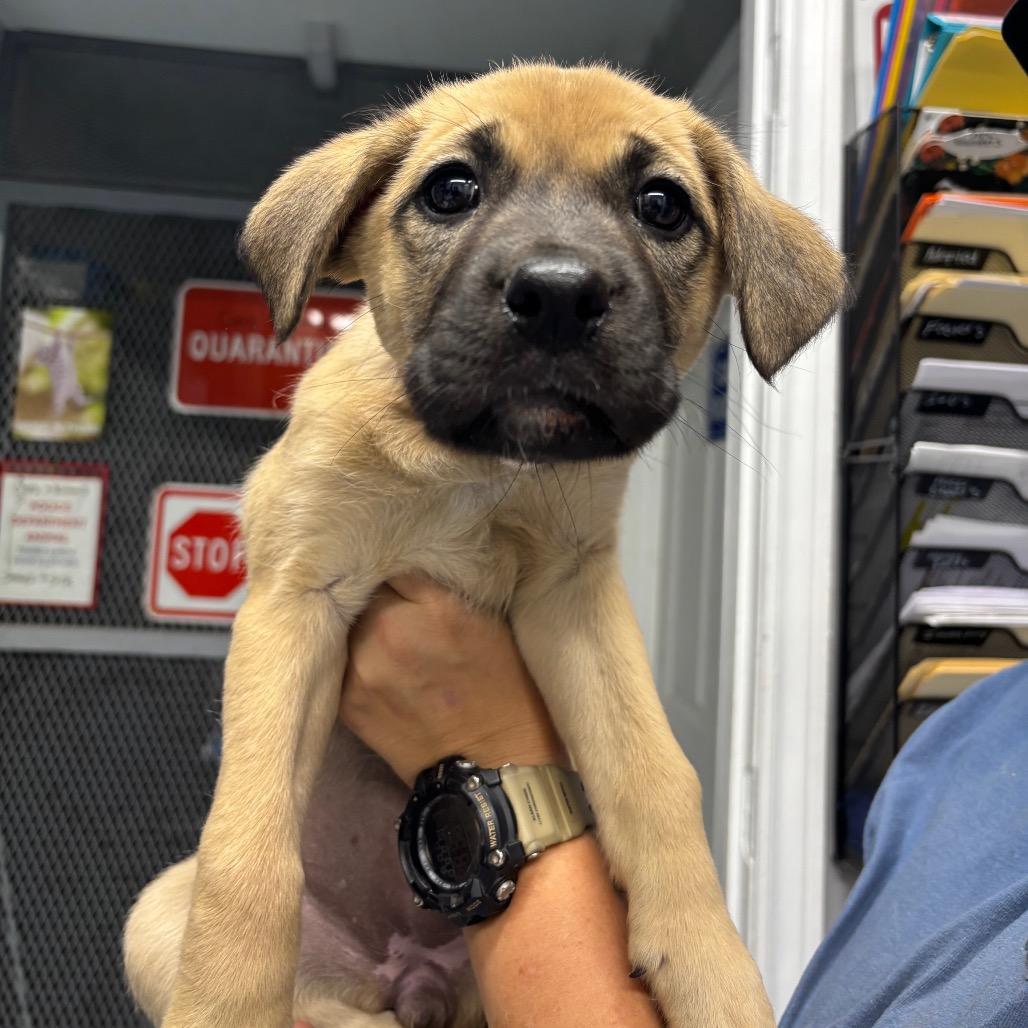 Enlarge Mai, a Adoptable Black Mouth Cur in Springtown, TX image 4/6