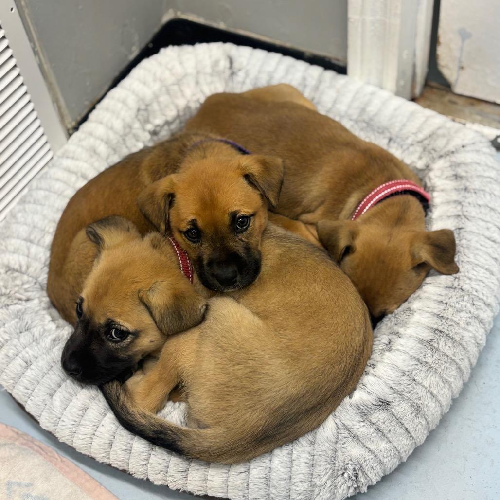 Enlarge Mai, a Adoptable Black Mouth Cur in Springtown, TX image 5/6