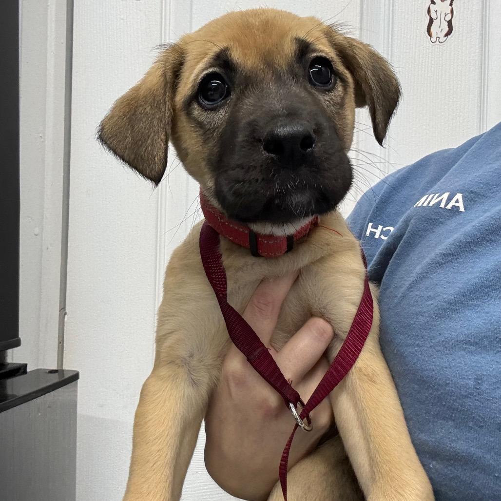 Enlarge Mai, a Adoptable Black Mouth Cur in Springtown, TX image 6/6