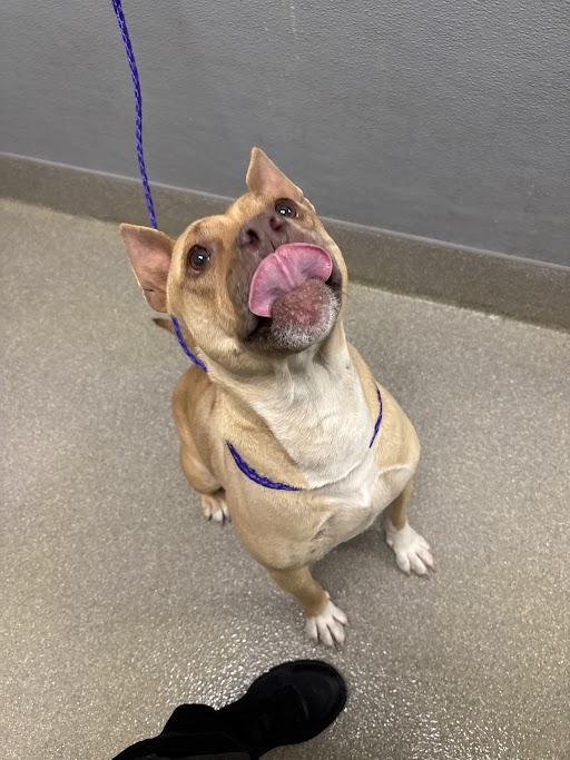 Enlarge COCONUT CREAMPIE, a Adoptable mixed breed in Las Vegas, NV image 1/1