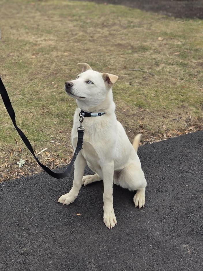 Enlarge Prince, a Adoptable Siberian Husky in Putnam, CT image 3/5