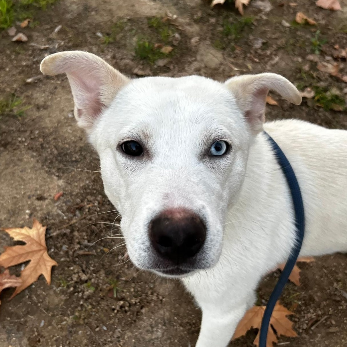 Enlarge Prince, a Adoptable Siberian Husky in Putnam, CT image 1/4