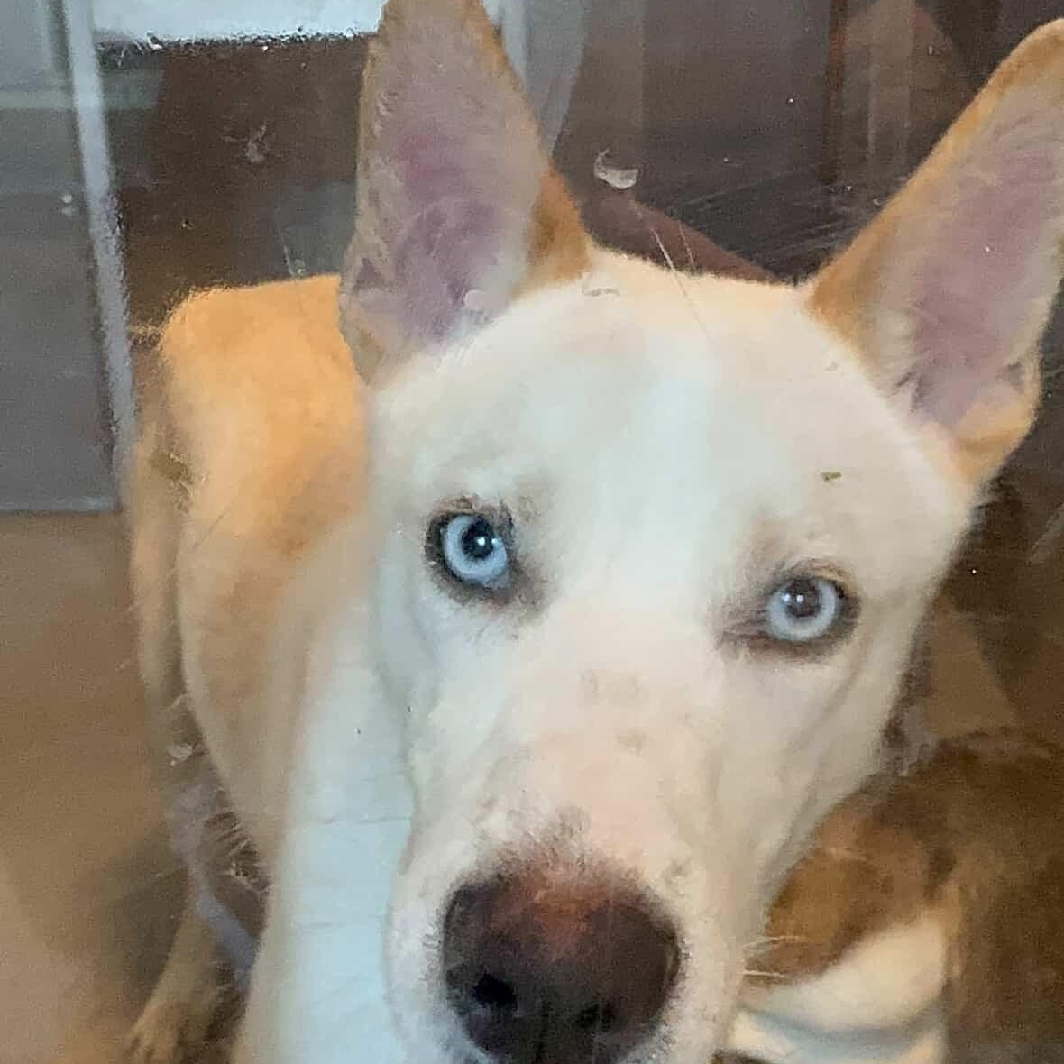 Enlarge Prince, a Adoptable Siberian Husky in Putnam, CT image 3/4