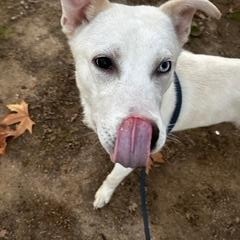 Enlarge Prince, a Adoptable Siberian Husky in Putnam, CT image 2/4
