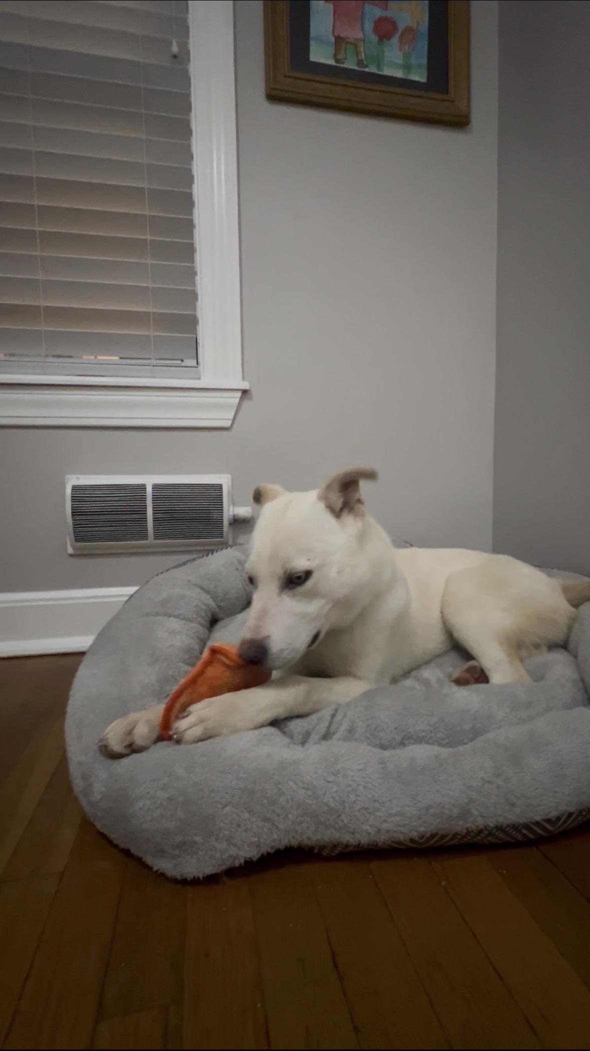 Enlarge Prince, a Adoptable Siberian Husky in Putnam, CT image 4/5