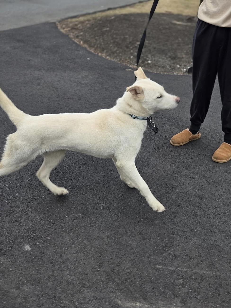 Enlarge Prince, a Adoptable Siberian Husky in Putnam, CT image 5/5