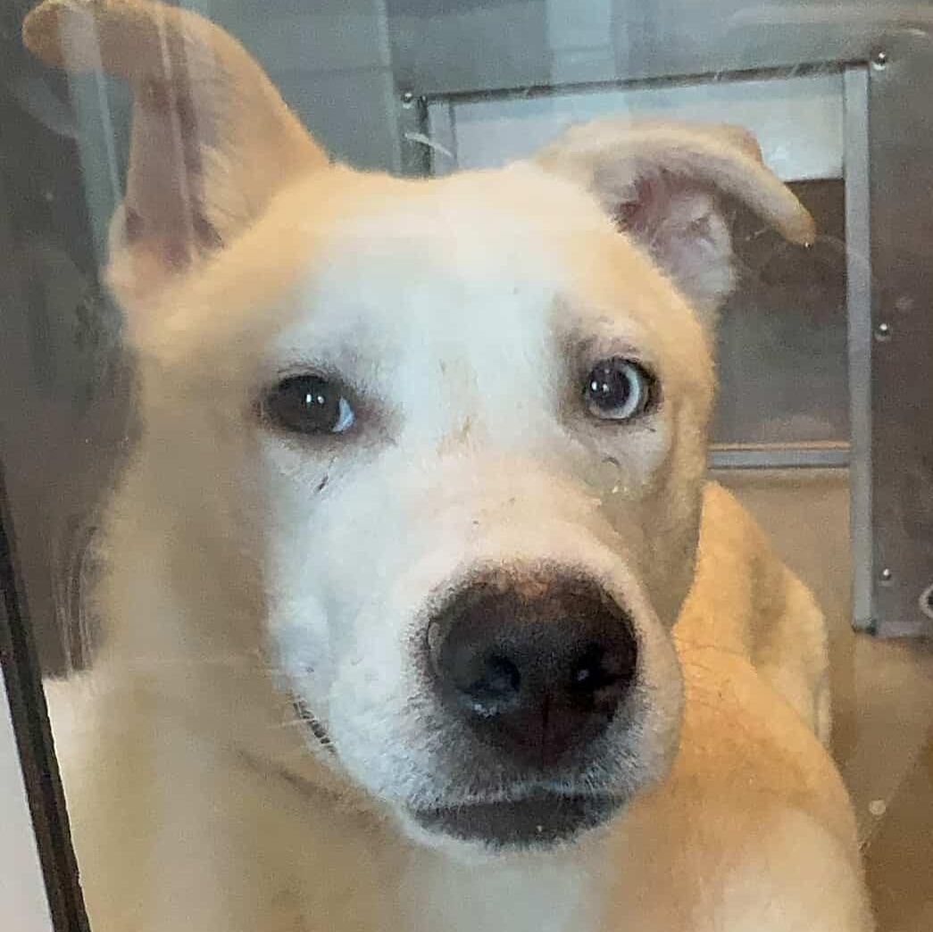 Enlarge Prince, a Adoptable Siberian Husky in Putnam, CT image 4/4