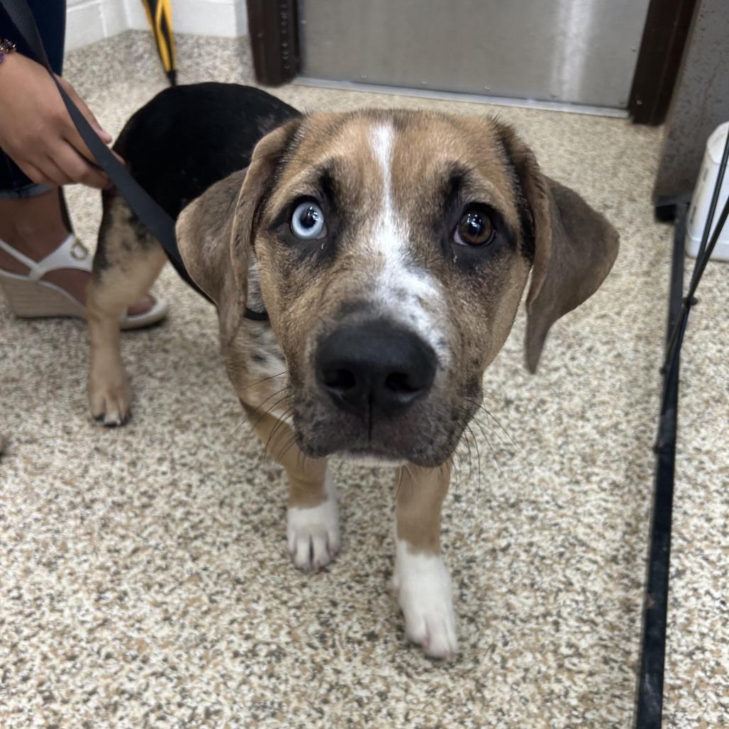 CT Archer, a Adoptable mixed breed in Stormville, NY image 1/6