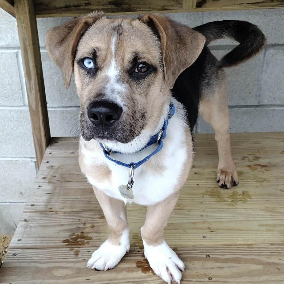 Enlarge CT Archer, a Adoptable mixed breed in Stormville, NY image 3/6