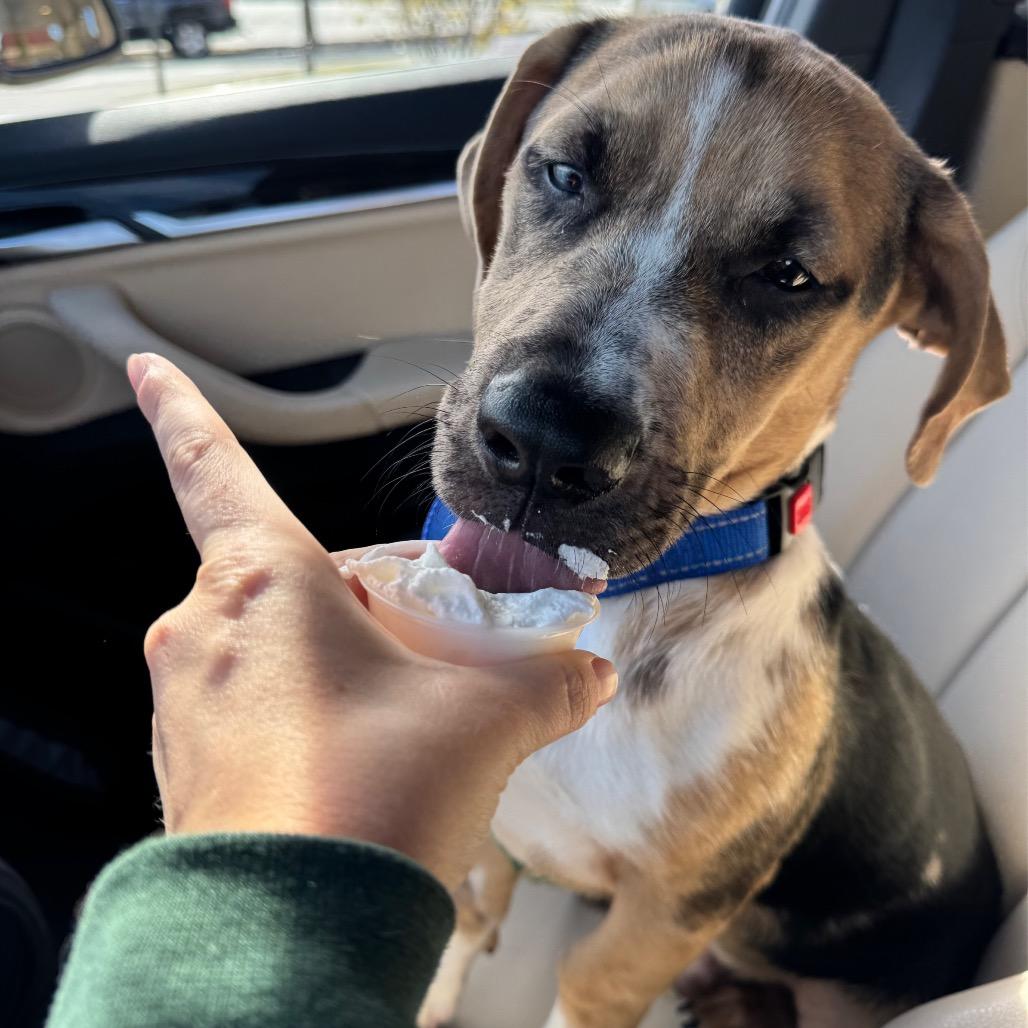 CT Archer, a Adoptable mixed breed in Stormville, NY image 5/6