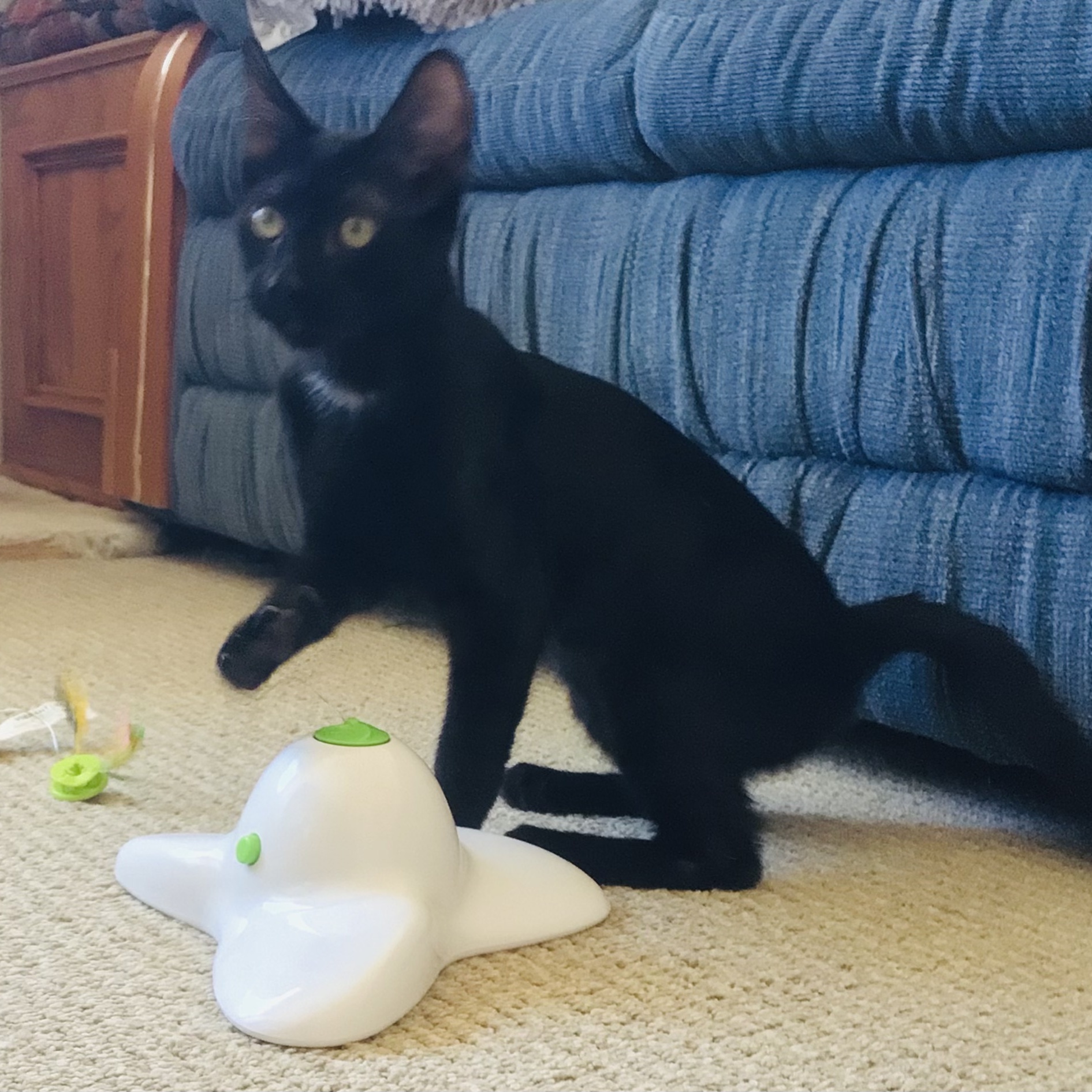 Stella, Adopted, Kitten Female Bombay & Domestic Short Hair.