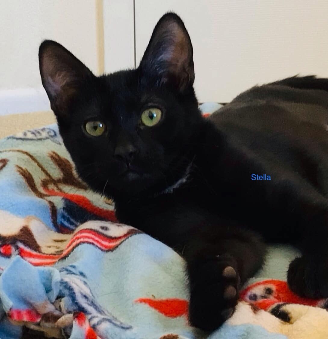 Stella, a Adopted mixed breed in Palmdale, CA image 2/2