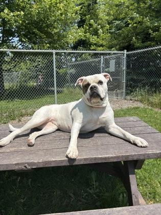 Sally, Adoptable, Adult Female American Bully.
