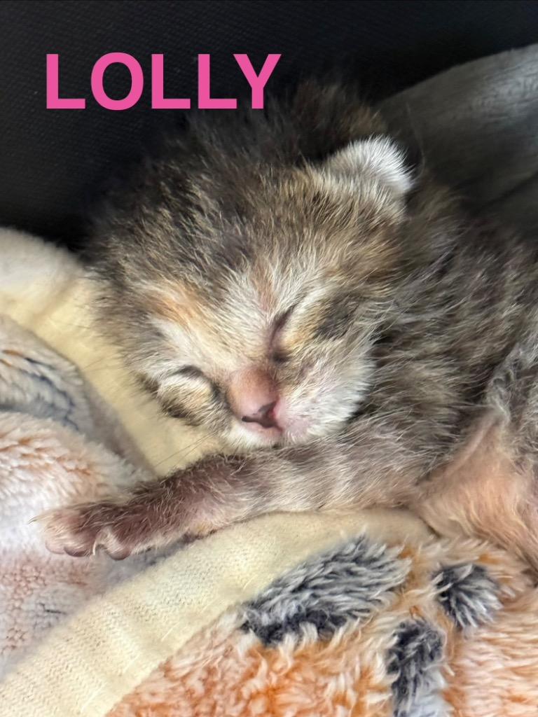 Lolly, Adoptable, Kitten Female Domestic Short Hair.