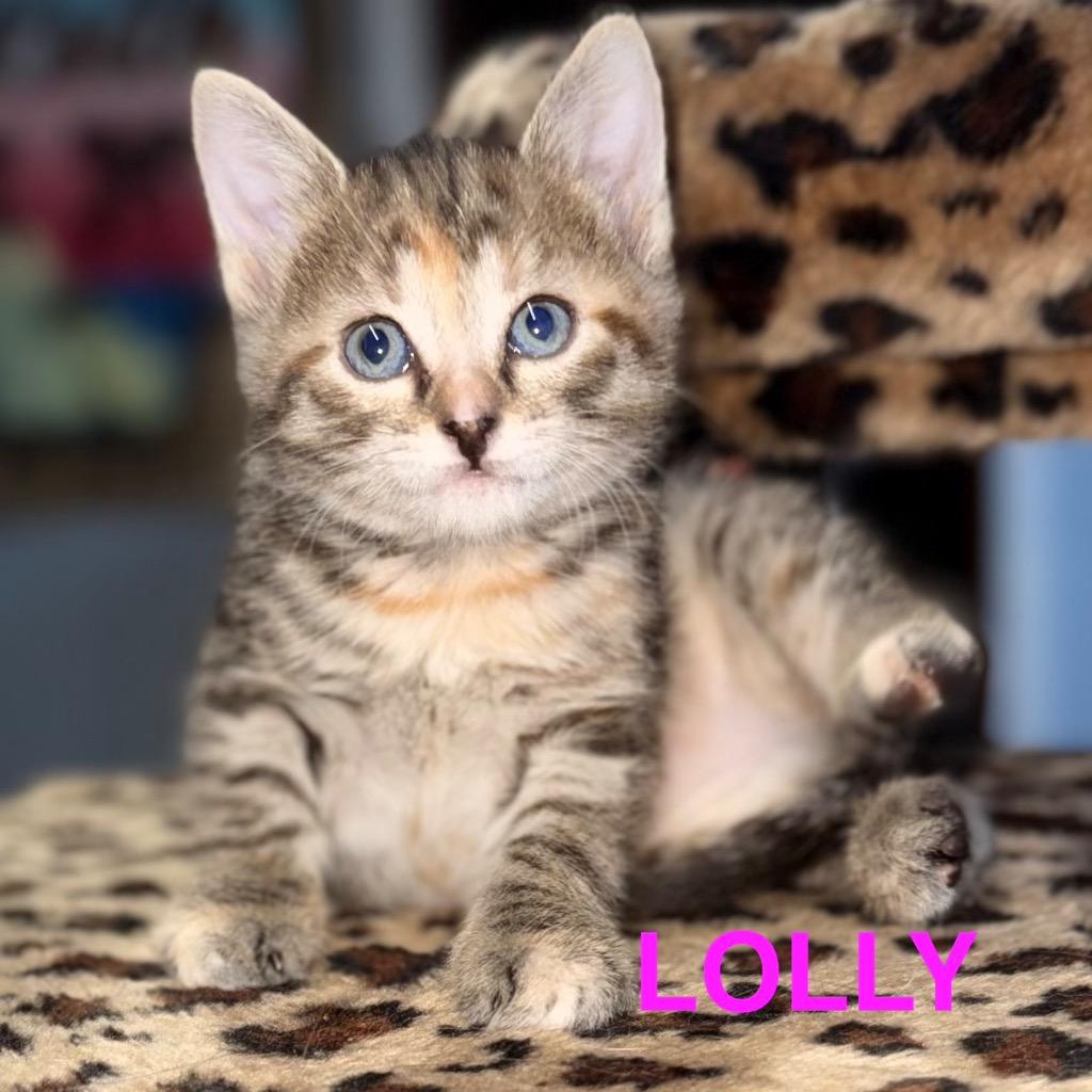 Enlarge Lolly, a Adoptable mixed breed in Leonardtown, MD image 2/2
