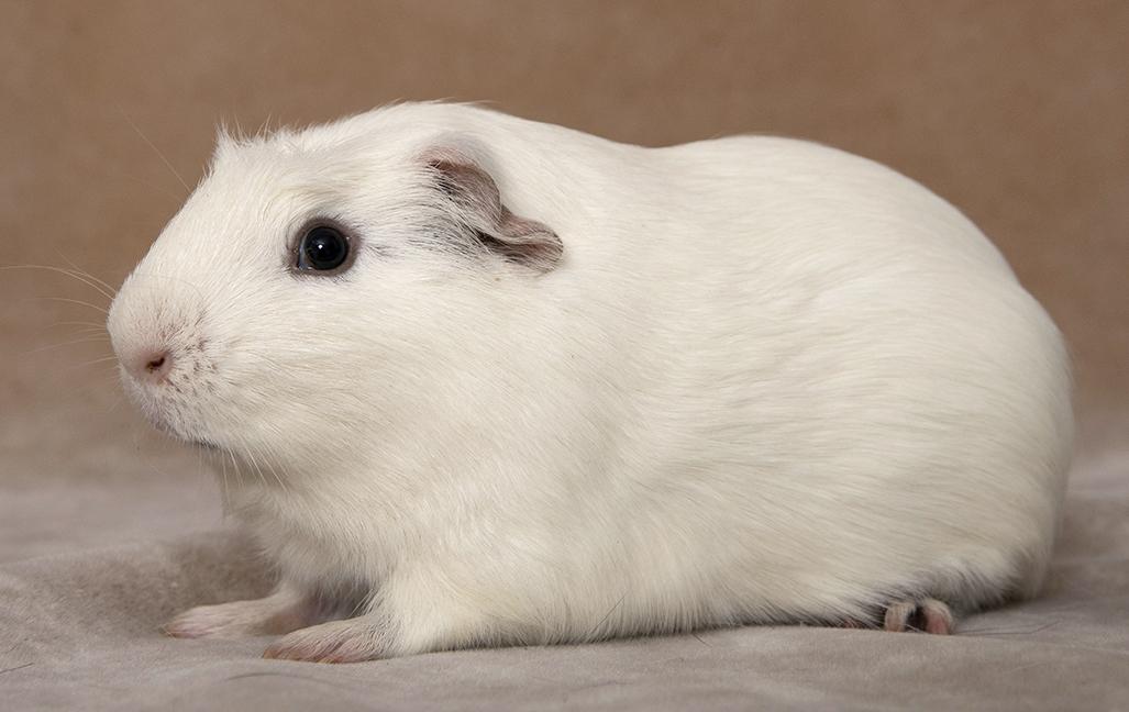 Enlarge Milo, a ADOPTABLE Guinea Pig in Chicago, IL image 2/5
