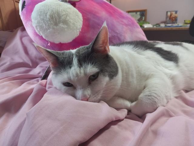 Muffin, a Adoptable Domestic Short Hair in Portland, OR image 1/6