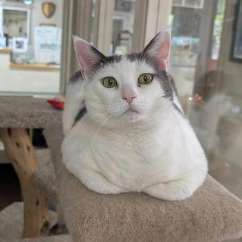 Muffin, a Adoptable Domestic Short Hair in Portland, OR image 2/6