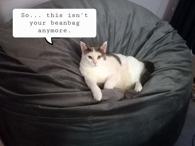 Muffin, a Adoptable Domestic Short Hair in Portland, OR image 3/6